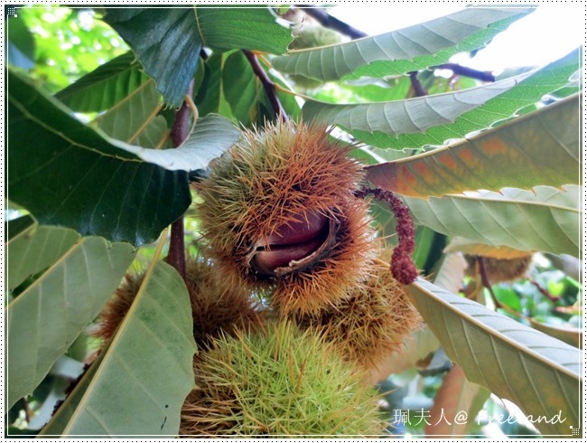 [chestnut2%255B3%255D.jpg]