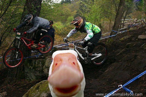 50_Funniest_Animal_Photobombs_Of_All_Time_44