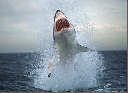 Amazing Animals Pictures White Shark (9)