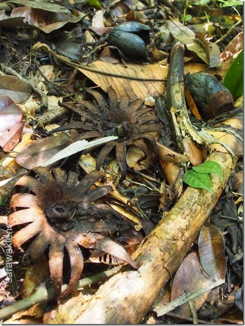 Rhizantes_Borneo_Sarawak_Malaysia_parasitic_plant