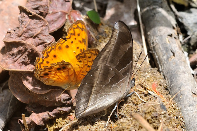Phalantha eurytis (DOUBLEDAY, 1847) (à gauche) et Charaxes laodice bernardina PLANTROU, 1978, mâle. Ebogo (Cameroun), 19 avril 2013. Photo : Daniel Milan