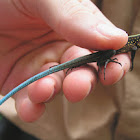 Central American Ameiva