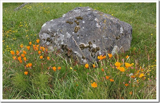 110712_california_poppies_and_rock