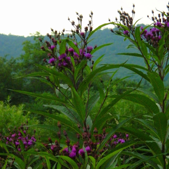 Ironweed Project Noah