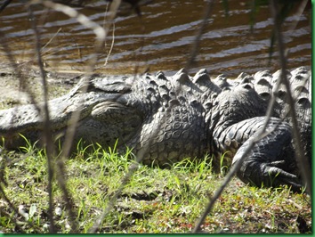 Saturday at Myakka 073