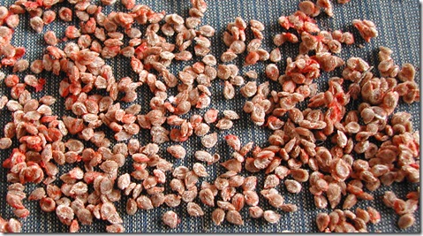 'Tommy-toe' cherry tomato seeds after scraping them off the absorbent paper