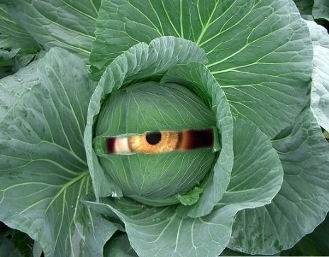 [eating-cabbage-health-effects-2%255B4%255D.jpg]