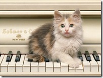 gato pianista blogdeimagenes (34)