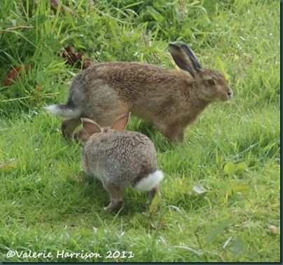 hare-and-rabbit