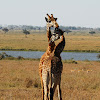 Giraffe, Masai race; Swahili - Twiga
