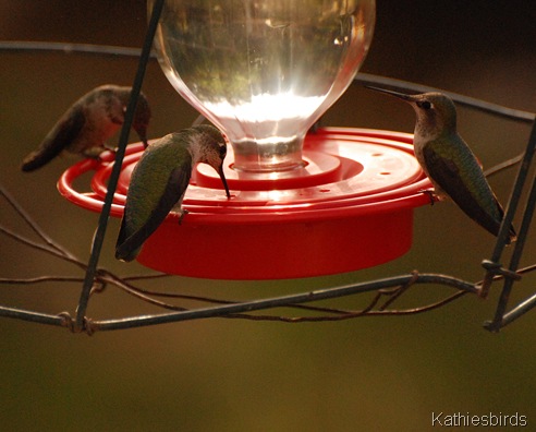 17. hummingbirds-kab