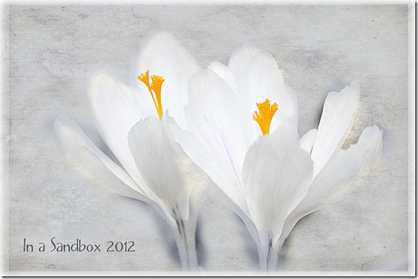 white crocus with textures for web