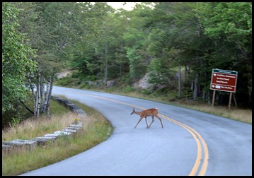 03c - park loop road, never know what's around the next curve