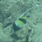 Moorish idol