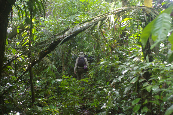 Dans la forêt près de Saut Athanase. 19 novembre 2011. Photo : J.-M. Gayman