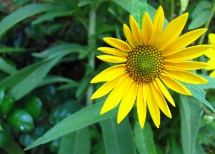 [one-sunflower3.jpg]