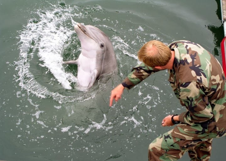 [Military-trained-dolphin%255B4%255D.jpg]
