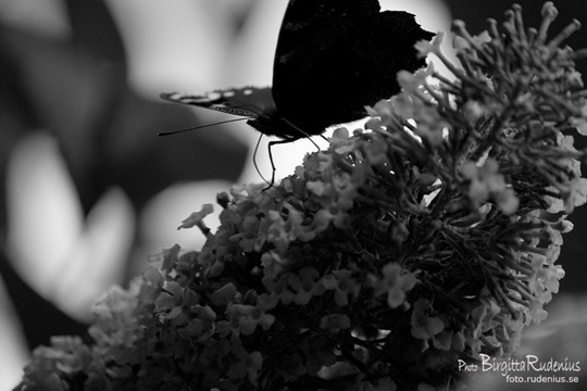bw_20110802_butterfly