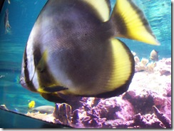 2012.09.02-027 aquarium