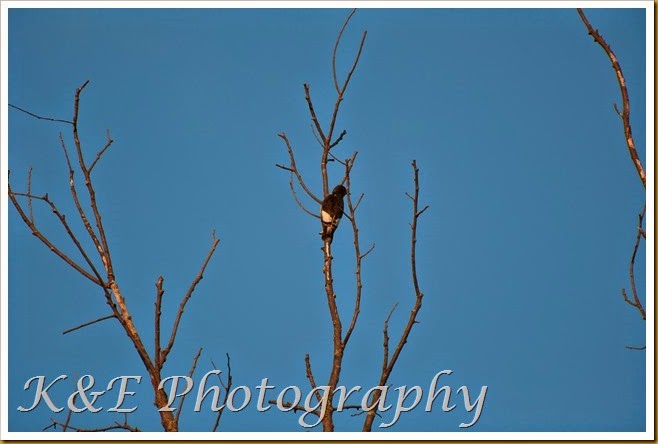 Juvenile red-headed woodpecker-4