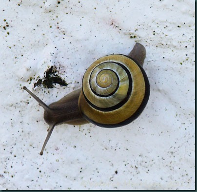 10-snail