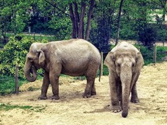 Amiens zoo éléphants
