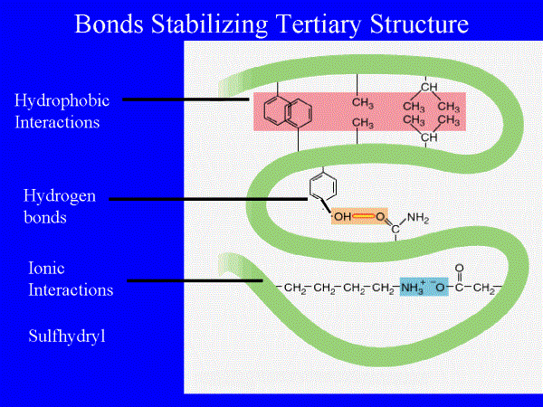 Bond used in Protein Structure