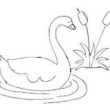 cisne-1.jpg