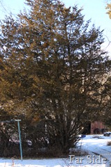 Cedar Tree