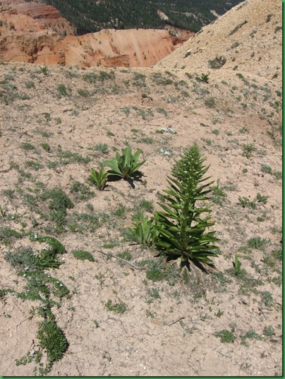 Bristle Cones at Cedar Breaks 045