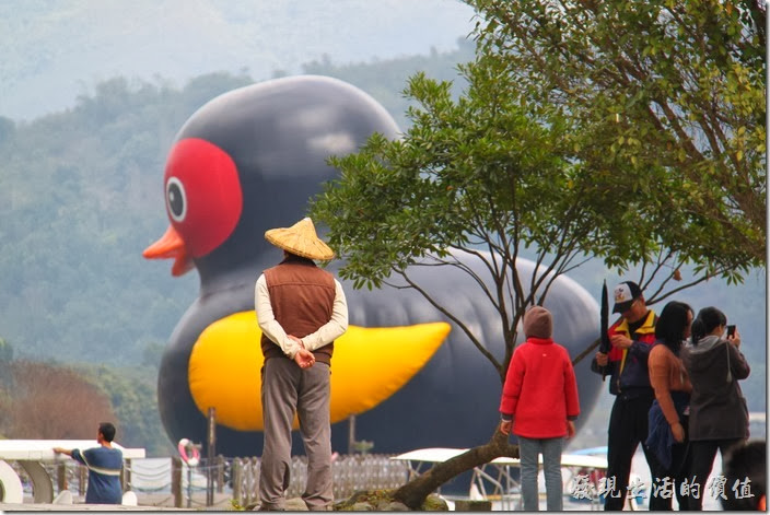 花蓮-鯉魚潭紅面番鴨。預計「紅面番鴨」將為花蓮縣帶來一定的觀光收入。