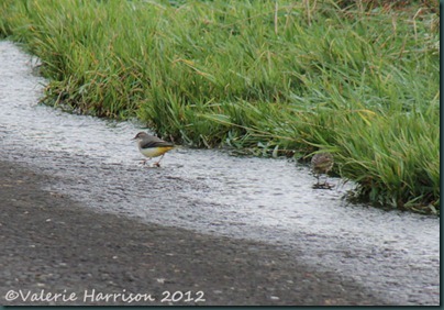 5-wagtail-and-pipit