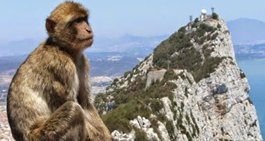 Gibraltar Monos