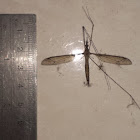 Crane Fly