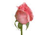 flor%2520rosa%2520meu%2520cantinho%2520i