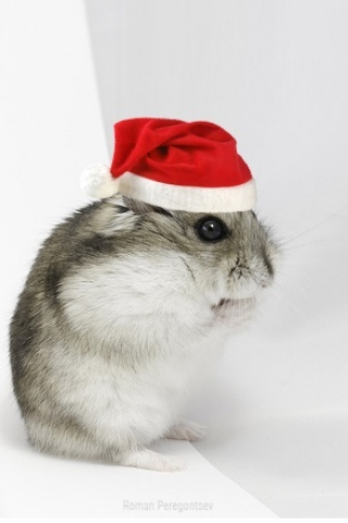 Xmas-mouse-f