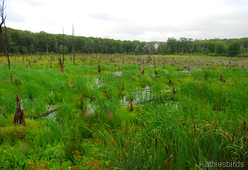 9. august 2011 bog-kab