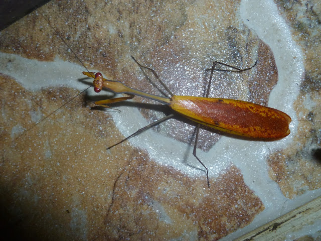 Mante ou Mantispidae. Parc de Mantadia (Madagascar), 28 décembre 2013. Photo : J. Marquet