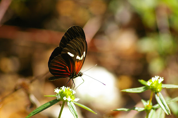 Heliconius erato leda STAUDINGER, 1896. Layon au sud d'Amazone Nature Lodge, Montagne de Kaw. 17 novembre 2011. Photo : J.-M. Gayman
