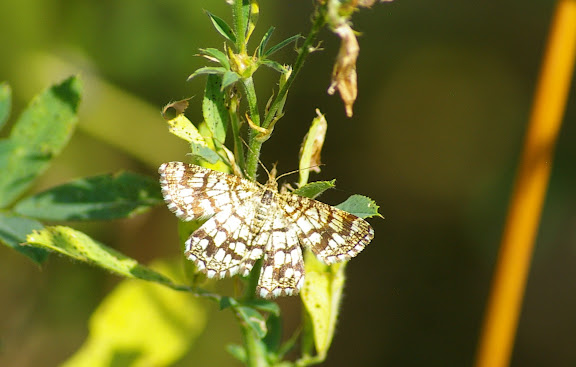 Geometridae : Ennominae : Chiasmia clathrata (LINNAEUS, 1758). Les Hautes-Lisières (Rouvres, 28), 29 juin 2011. Photo : J.-M. Gayman