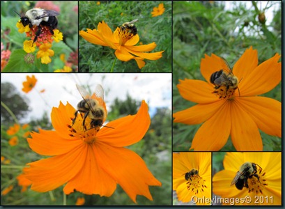 bees collage