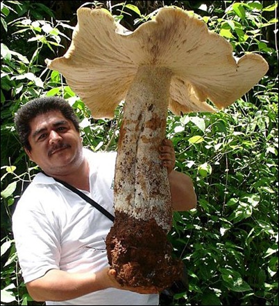 biggist fungi