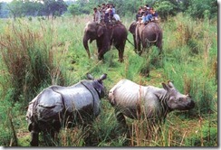 chitwan4 chitwan4