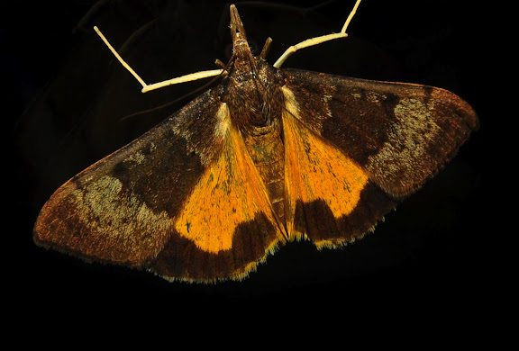 Hétérocères d'Australie - Crambidae : Pyraustinae : Uresiphita ornithopteralis GUÉNÉE, 1854. Umina Beach (NSW, Australie), 26 octobre 2011. Photo : Barbara Kedzierski