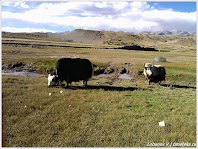 Яки. Тибет. Фото Лобанова В. www.timeteka.ru
