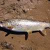 Brown trout (f)