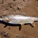 Brown trout (f)