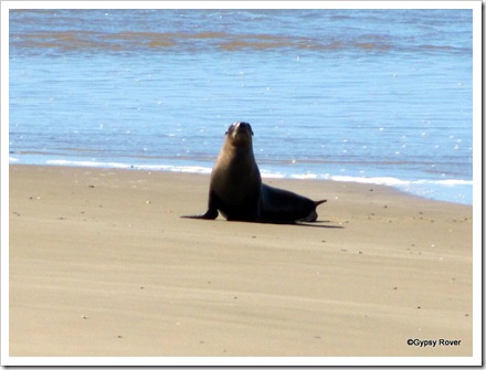 Big pose by a Fur Seal.