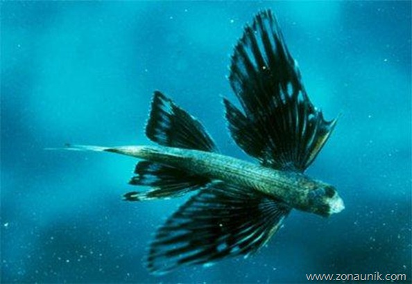 Four-winged-flying-fish