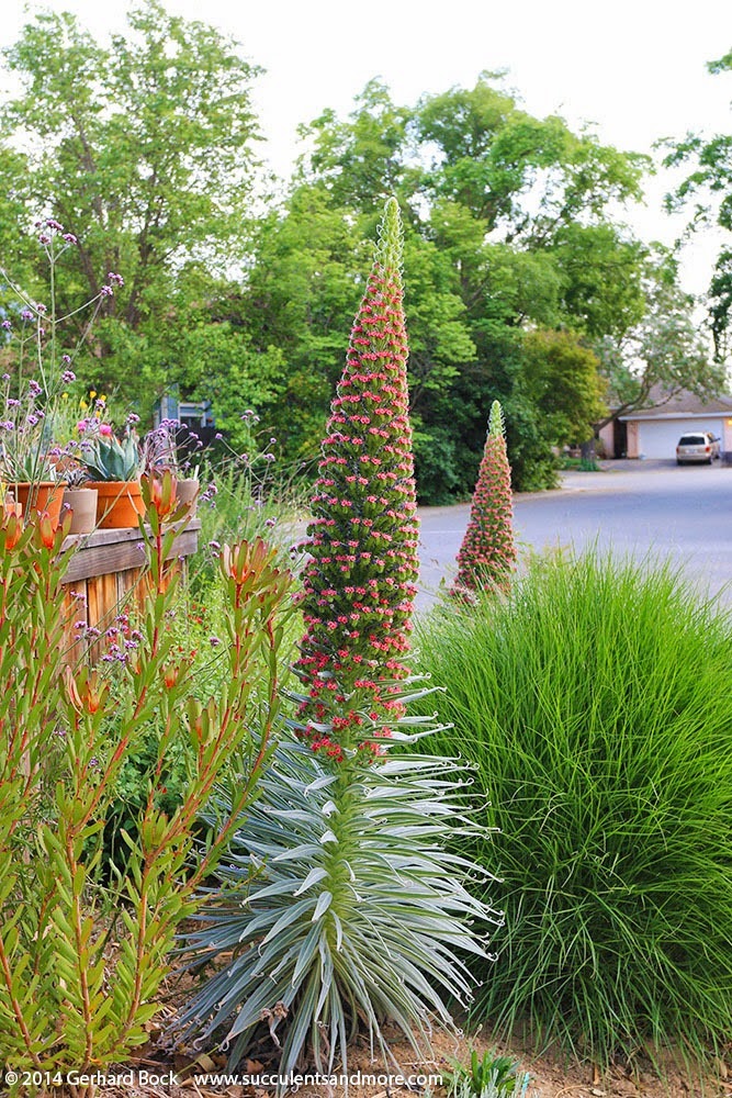 [140421_Echium-wildpretii_009%255B8%255D.jpg]